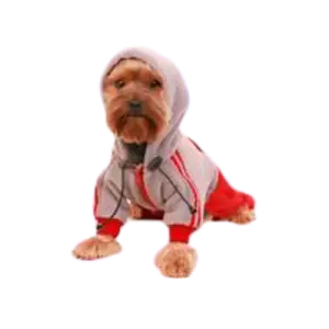 Conjunto deportivo con gorro para perro